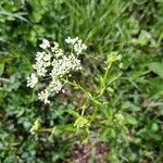 Chaerophyllum aromaticum 花