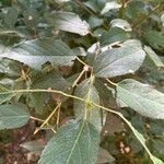 Aristotelia chilensis Fuelha