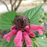 Salvia oxyphora Flower