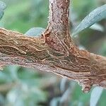 Bursaria spinosa Bark