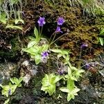 Pinguicula grandiflora Folha