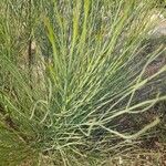 Moringa peregrina Leaf