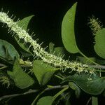Roupala montana Flower