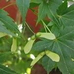 Acer palmatum Fruto