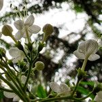 Clerodendrum schweinfurthii Flor