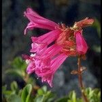 Penstemon newberryi Flower