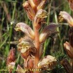 Orobanche artemisiae-campestris Kwiat