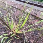 Bromus sterilis Leaf