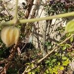 Physalis angulata Fruit