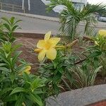 Allamanda cathartica Kvet