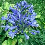 Agapanthus africanus Flower