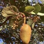 Piliostigma thonningii Fruit