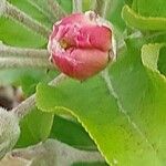 Malus spectabilis Квітка