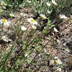 Leucanthemum graminifolium Hoja