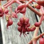 Tetradium daniellii Frucht