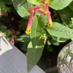 Cuphea cyanea Blüte