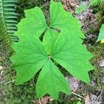 Achlys triphylla Leaf