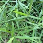 Leersia virginica Feuille