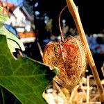 Physalis alkekengi Fruto