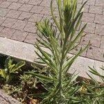 Erigeron sumatrensis Leaf