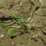 Limosella aquatica Habitus