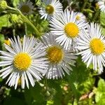 Erigeron annuus പുഷ്പം