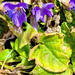 Viola collina Flower