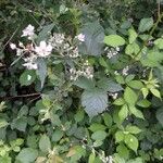 Rubus questieri Flower