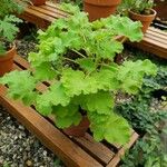 Pelargonium tomentosum Habitat