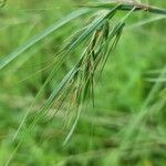 Themeda quadrivalvis Fulla