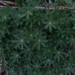 Lupinus nootkatensis List