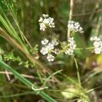 Caropsis verticillatoinundata Habitus