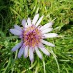 Tragopogon porrifoliusFlower