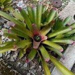 Neoregelia spectabilis Leaf