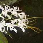 Cyrtorchis chailluana Flower