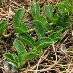 Veronica allionii Feuille