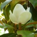 Magnolia virginiana Flower
