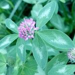 Trifolium mediumFlower