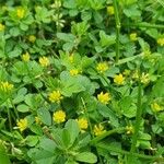 Trifolium dubium Flower