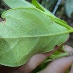 Guettarda baladensis Leaf