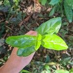 Premna serratifolia Leaf