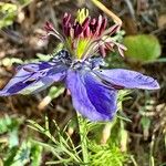 Nigella hispanica Blomma