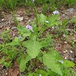 Heliotropium indicum Blad