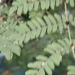 Faidherbia albida Blatt