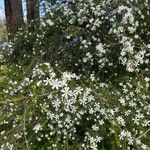 Ricinocarpos pinifolius Habitus