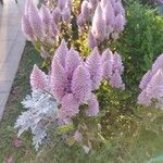 Ptilotus extenuatus Flor