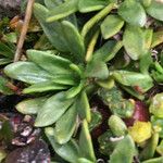 Azorella aretioides Hoja