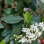 Viburnum rigidum Blad