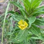 Oenothera parvifloraЦветок