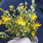 Hypericum australe പുഷ്പം